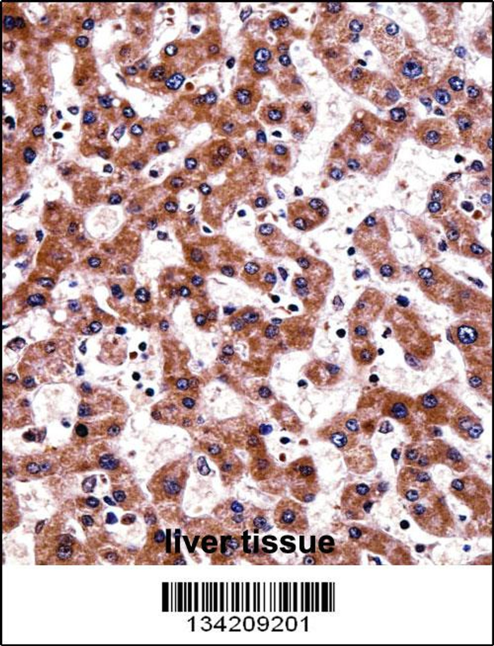 TRAP1 Antibody immunohistochemistry analysis in formalin fixed and paraffin embedded human liver tissue followed by peroxidase conjugation of the secondary antibody and DAB staining.