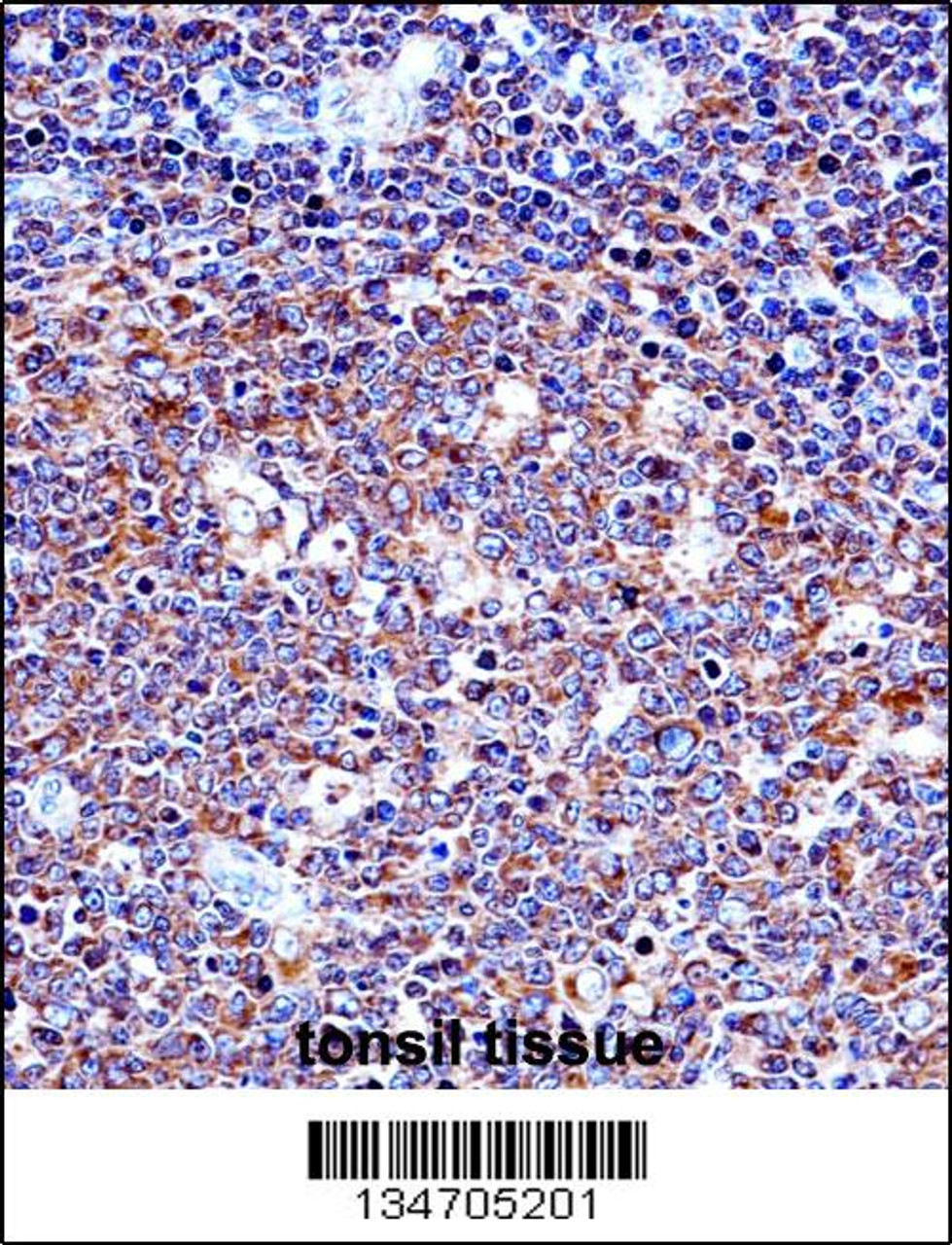 SPN/CD43 Antibody immunohistochemistry analysis in formalin fixed and paraffin embedded human tonsil tissue followed by peroxidase conjugation of the secondary antibody and DAB staining.