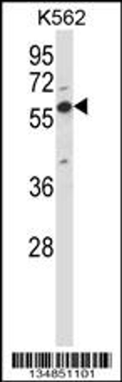 Western blot analysis in K562 cell line lysates (35ug/lane) .