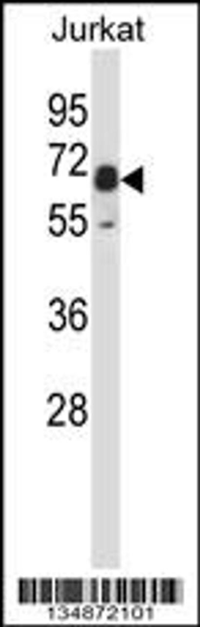 Western blot analysis in Jurkat cell line lysates (35ug/lane) .This demonstratedetected the Pxk protein (arrow) .