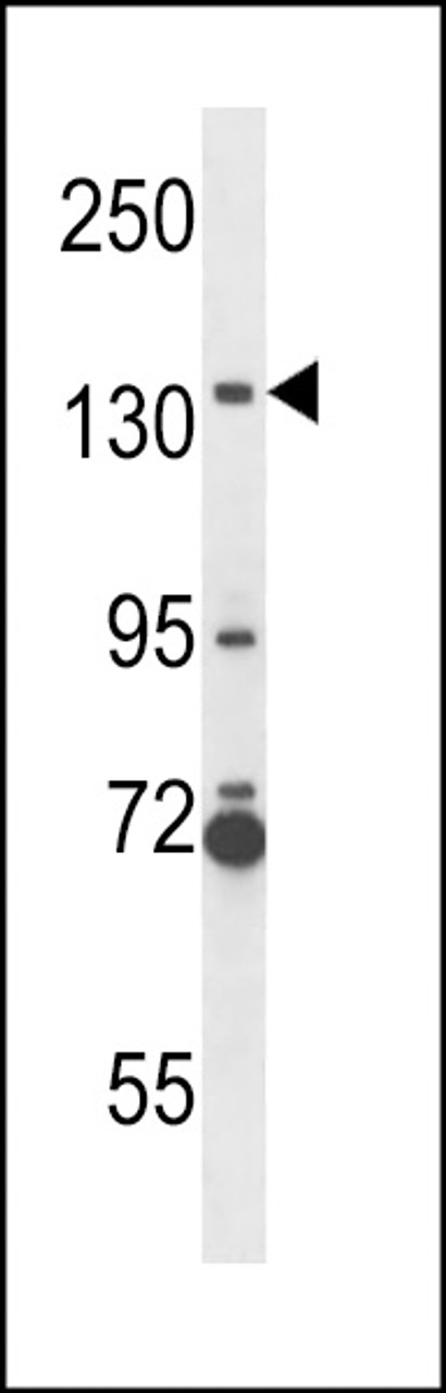 Western blot analysis in NCI-H292 cell line lysates (35ug/lane) .