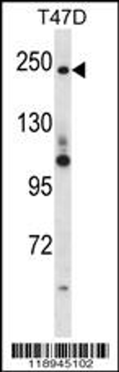 Western blot analysis in T47D cell line lysates (35ug/lane) .