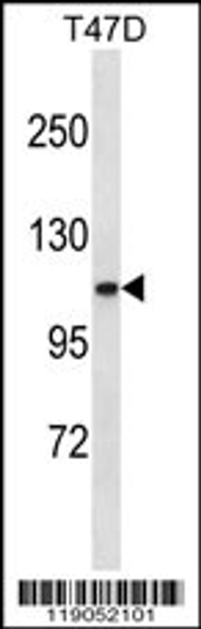 Western blot analysis in T47D cell line lysates (35ug/lane) .