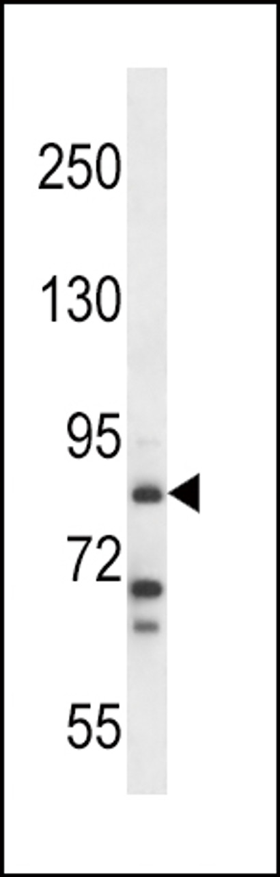 Western blot analysis in NCI-H292 cell line lysates (35ug/lane) .