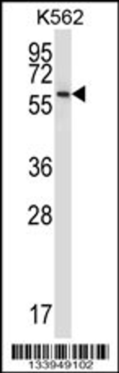 Western blot analysis in K562 cell line lysates (35ug/lane) .