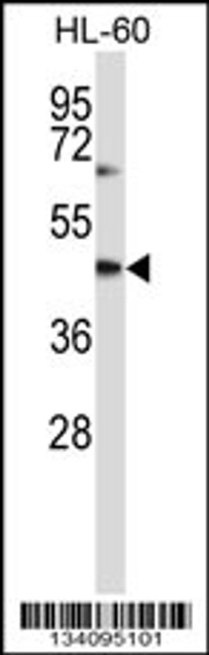 Western blot analysis in HL-60 cell line lysates (35ug/lane) .