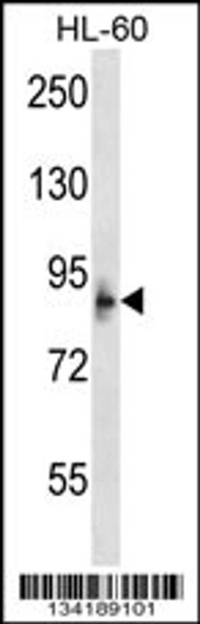 Western blot analysis in HL-60 cell line lysates (35ug/lane) .