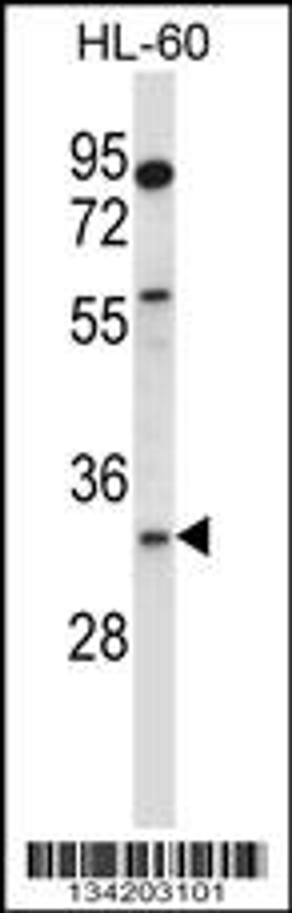 Western blot analysis in HL-60 cell line lysates (35ug/lane) .