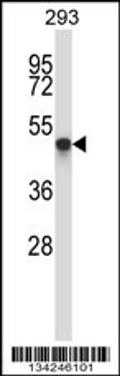 Western blot analysis in 293 cell line lysates (35ug/lane) .