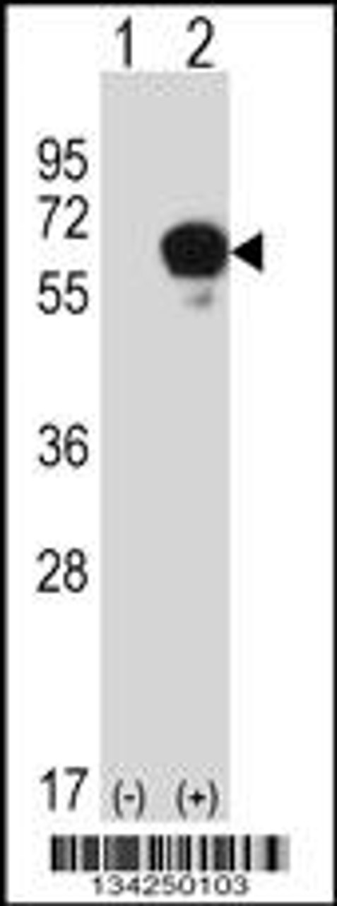 Western blot analysis of DPYSL3 using rabbit polyclonal DPYSL3 Antibody using 293 cell lysates (2 ug/lane) either nontransfected (Lane 1) or transiently transfected (Lane 2) with the DPYSL3 gene.