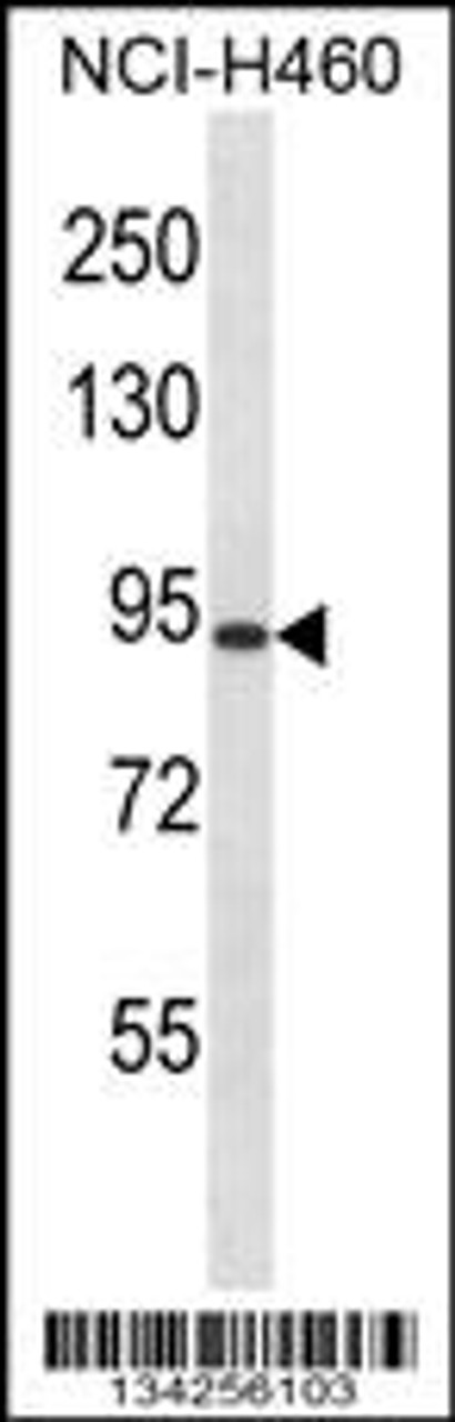 Western blot analysis in NCI-H460 cell line lysates (35ug/lane) .