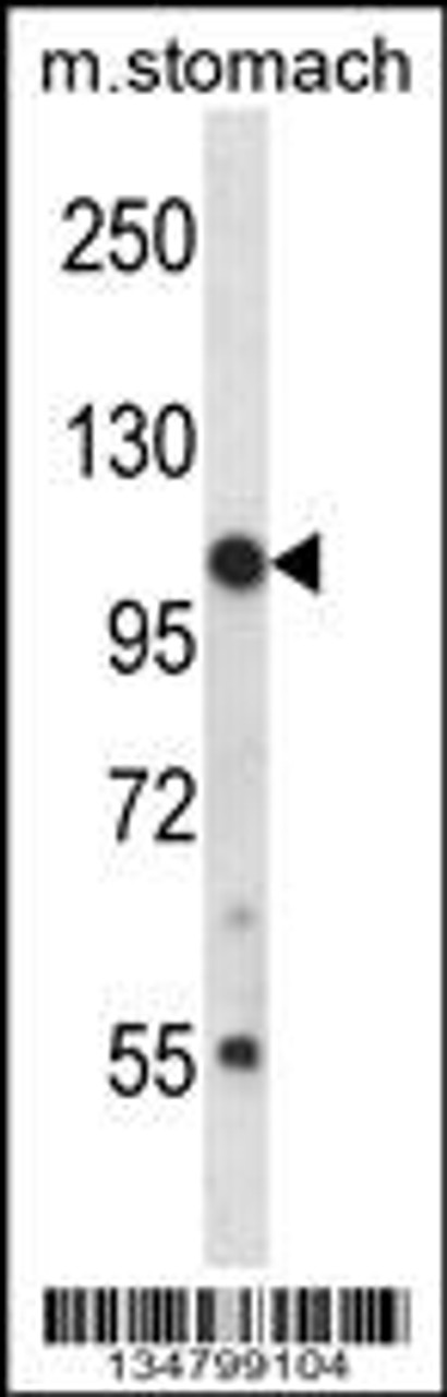 Western blot analysis in mouse stomach tissue lysates (35ug/lane) .