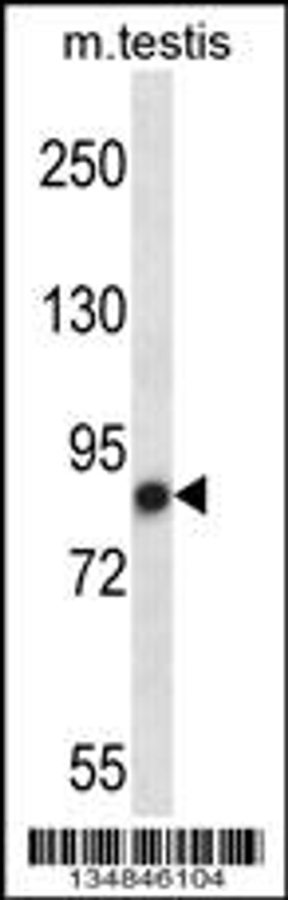 Western blot analysis in mouse testis tissue lysates (35ug/lane) .