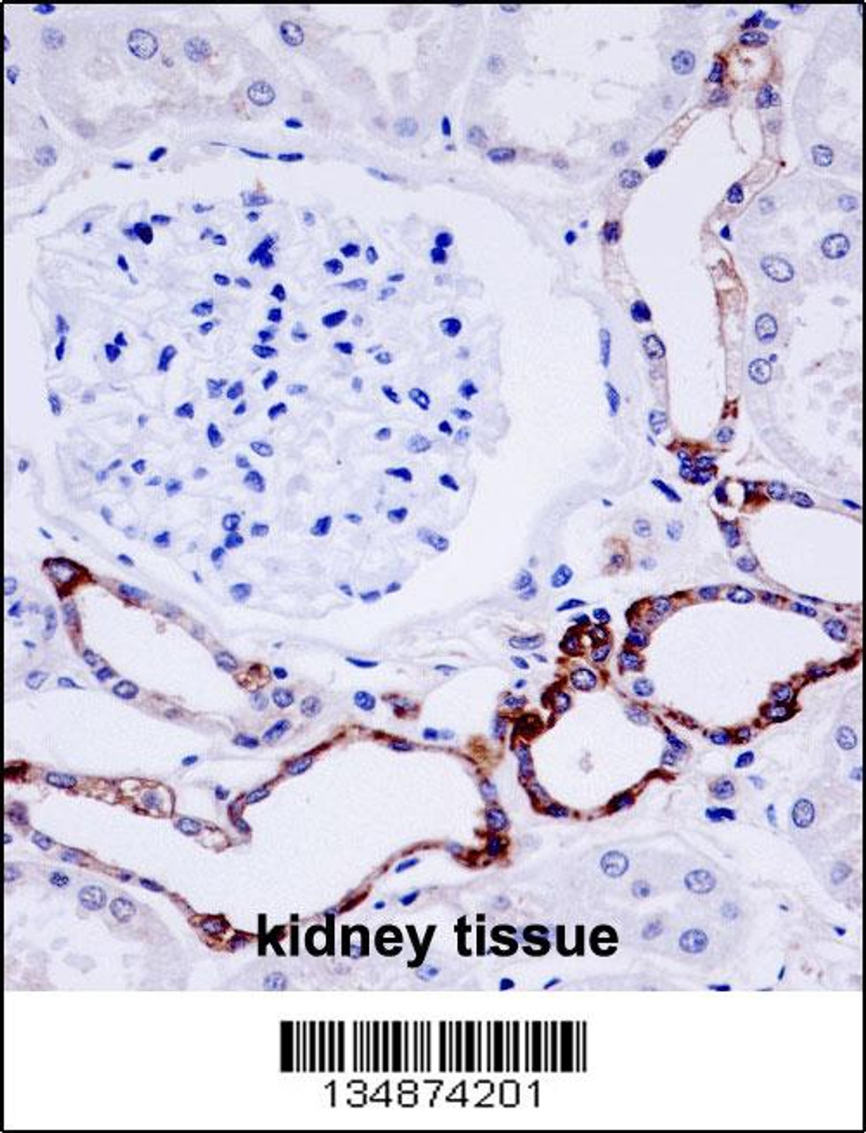 OTU7B Antibody immunohistochemistry analysis in formalin fixed and paraffin embedded human kidney tissue followed by peroxidase conjugation of the secondary antibody and DAB staining.