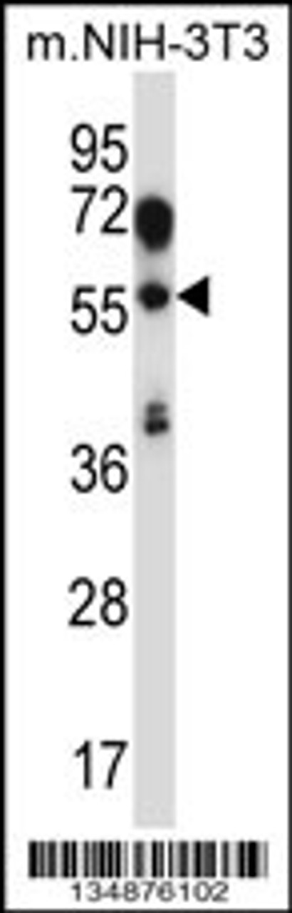 Western blot analysis in mouse NIH-3T3 cell line lysates (35ug/lane) .