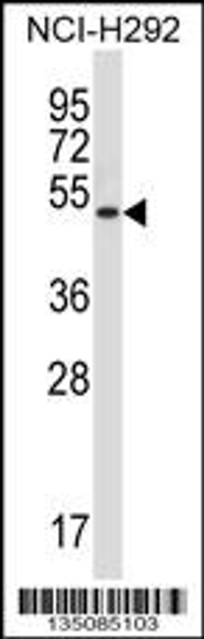 Western blot analysis in NCI-H292 cell line lysates (35ug/lane) .