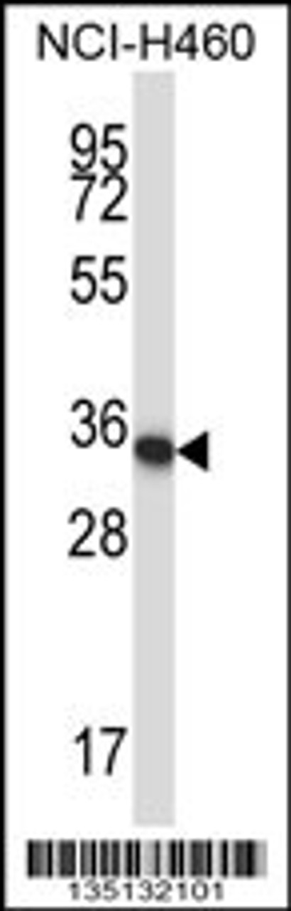 Western blot analysis in NCI-H460 cell line lysates (35ug/lane) .