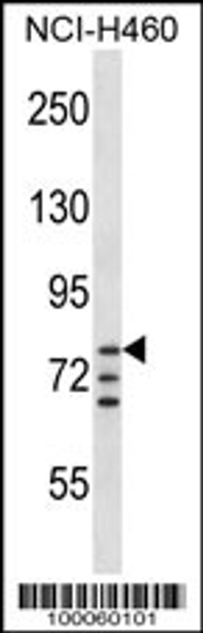 Western blot analysis in NCI-H460 cell line lysates (35ug/lane) .