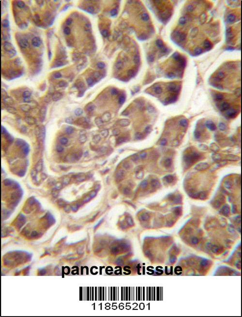 PIPPIN Antibody immunohistochemistry analysis in formalin fixed and paraffin embedded human pancreas tissue followed by peroxidase conjugation of the secondary antibody and DAB staining.