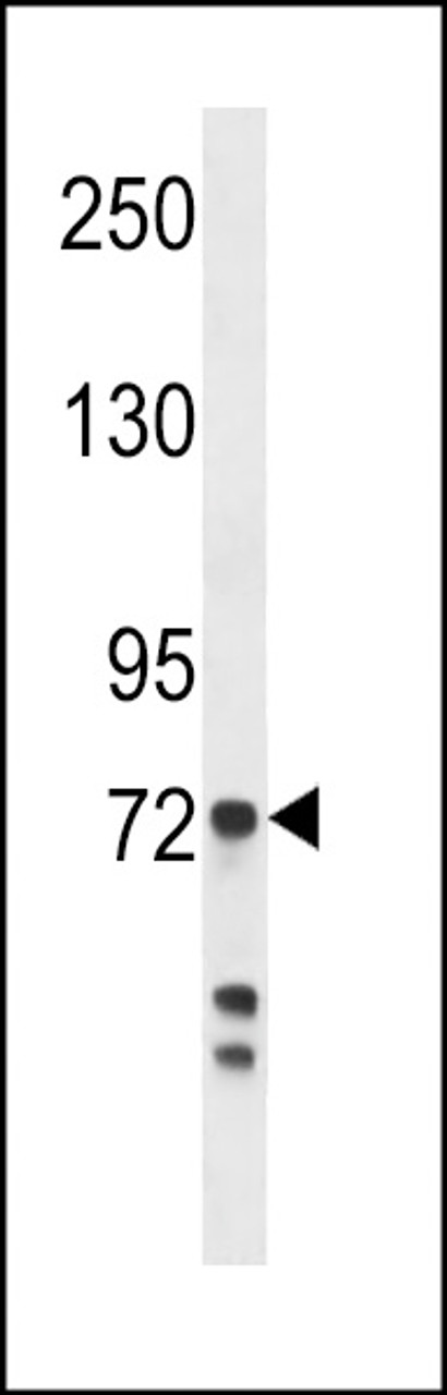 Western blot analysis in MDA-MB231 cell line lysates (35ug/lane) .This demonstrates the detected the Myeloperoxidase protein (arrow) .