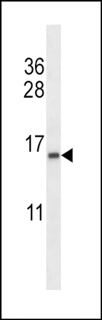 Western blot analysis in K562 cell line lysates (35ug/lane) .