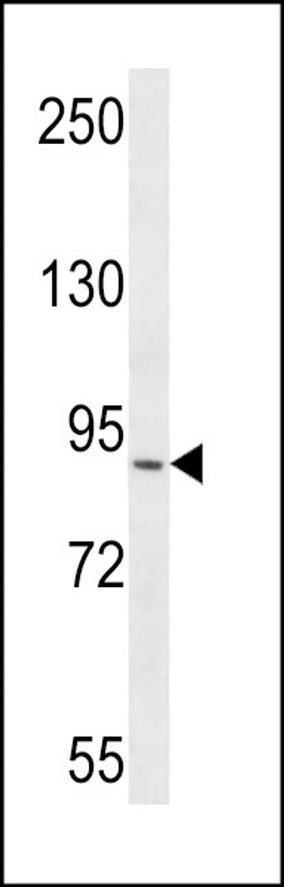 Western blot analysis in CEM cell line lysates (35ug/lane) .