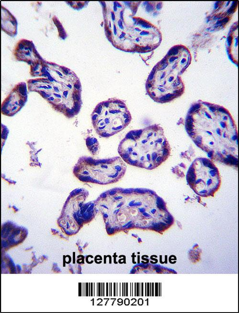 TM4SF18 Antibody immunohistochemistry analysis in formalin fixed and paraffin embedded human placenta tissue followed by peroxidase conjugation of the secondary antibody and DAB staining.