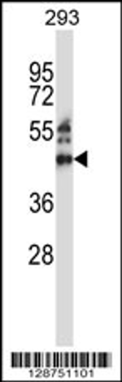 Western blot analysis in 293 cell line lysates (35ug/lane) .