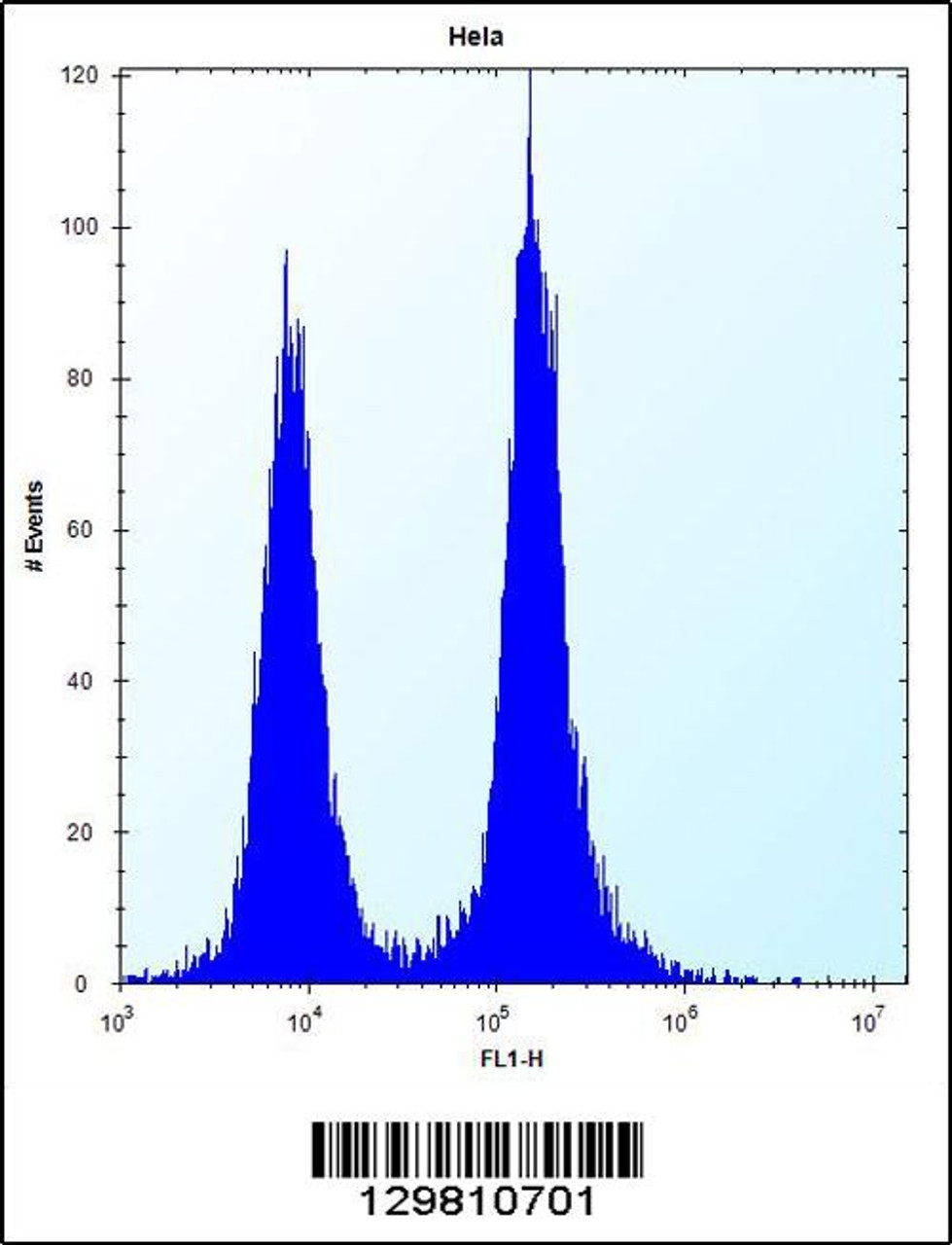 Flow cytometric analysis of Hela cells (right histogram) compared to a negative control cell (left histogram) .FITC-conjugated donkey-anti-rabbit secondary antibodies were used for the analysis.