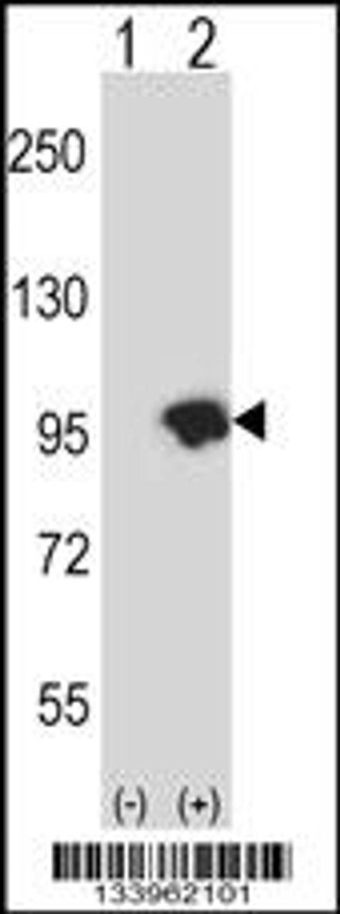 Western blot analysis of USP15 using rabbit polyclonal USP15 Antibody using 293 cell lysates (2 ug/lane) either nontransfected (Lane 1) or transiently transfected (Lane 2) with the USP15 gene.