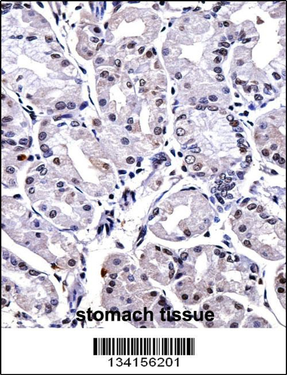 FOXP4 Antibody immunohistochemistry analysis in formalin fixed and paraffin embedded human stomach tissue followed by peroxidase conjugation of the secondary antibody and DAB staining.