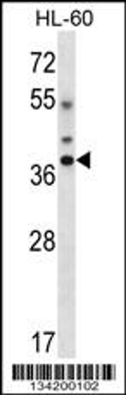 Western blot analysis in HL-60 cell line lysates (35ug/lane) .