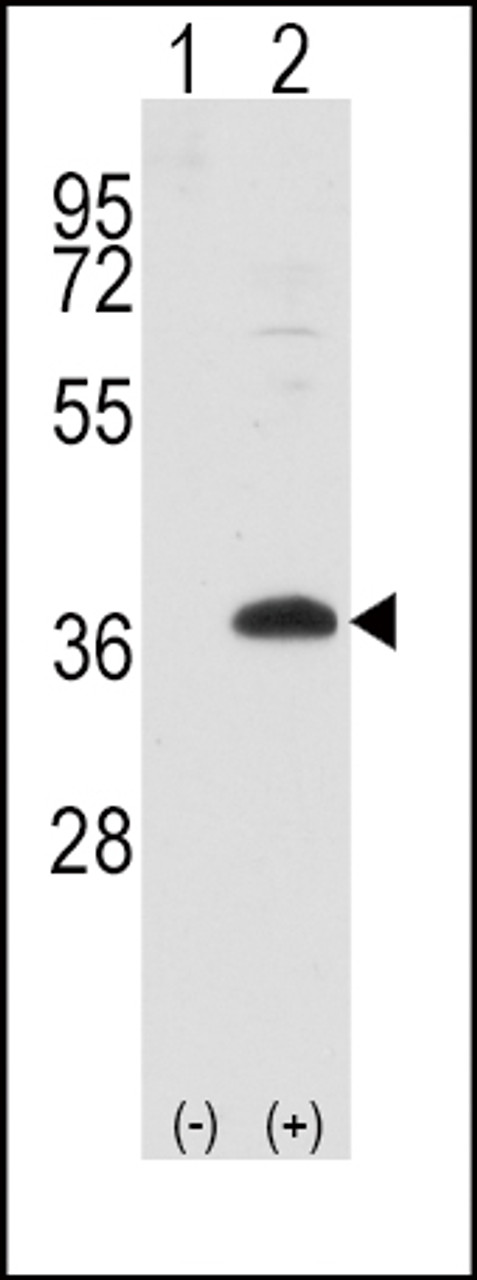 Western blot analysis of FRAT1 using rabbit polyclonal FRAT1 Antibody.293 cell lysates (2 ug/lane) either nontransfected (Lane 1) or transiently transfected with the FRAT1 gene (Lane 2) .