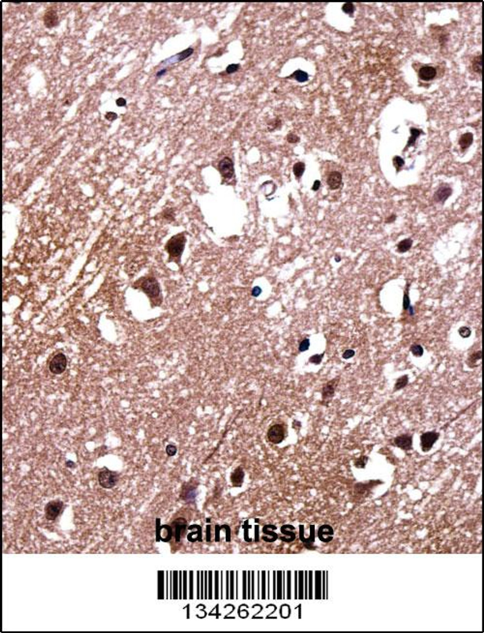 LDB2 Antibody immunohistochemistry analysis in formalin fixed and paraffin embedded human brain tissue followed by peroxidase conjugation of the secondary antibody and DAB staining.