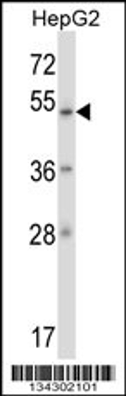 Western blot analysis in HepG2 cell line lysates (35ug/lane) .