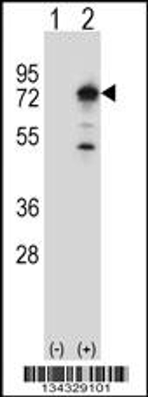 Western blot analysis of PPEF1 using rabbit polyclonal PPEF1 Antibody using 293 cell lysates (2 ug/lane) either nontransfected (Lane 1) or transiently transfected (Lane 2) with the PPEF1 gene.