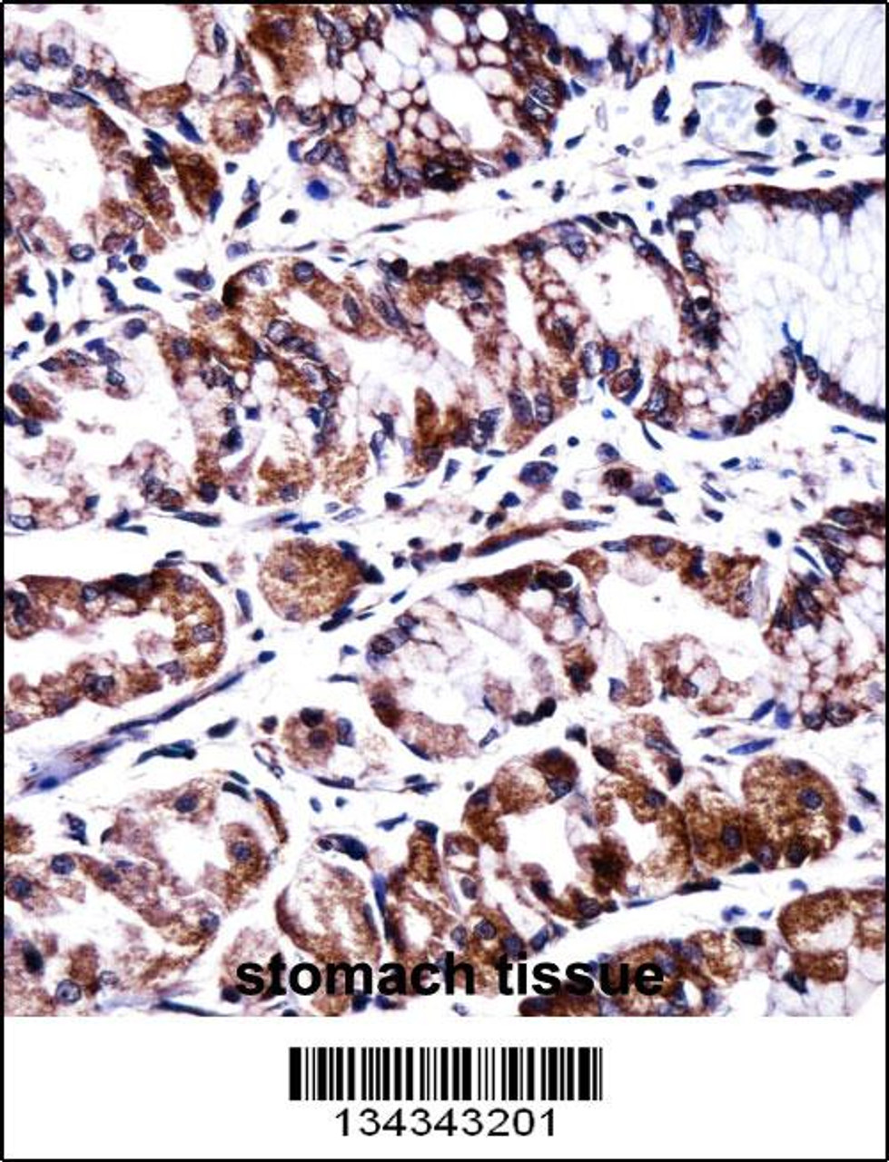PPEF2 Antibody immunohistochemistry analysis in formalin fixed and paraffin embedded human stomach tissue followed by peroxidase conjugation of the secondary antibody and DAB staining.