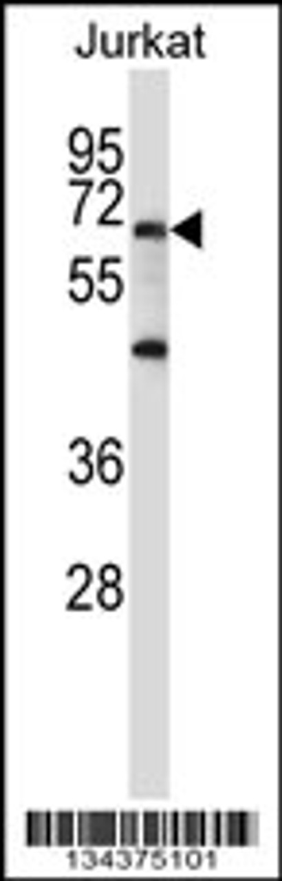 Western blot analysis in Jurkat cell line lysates (35ug/lane) .