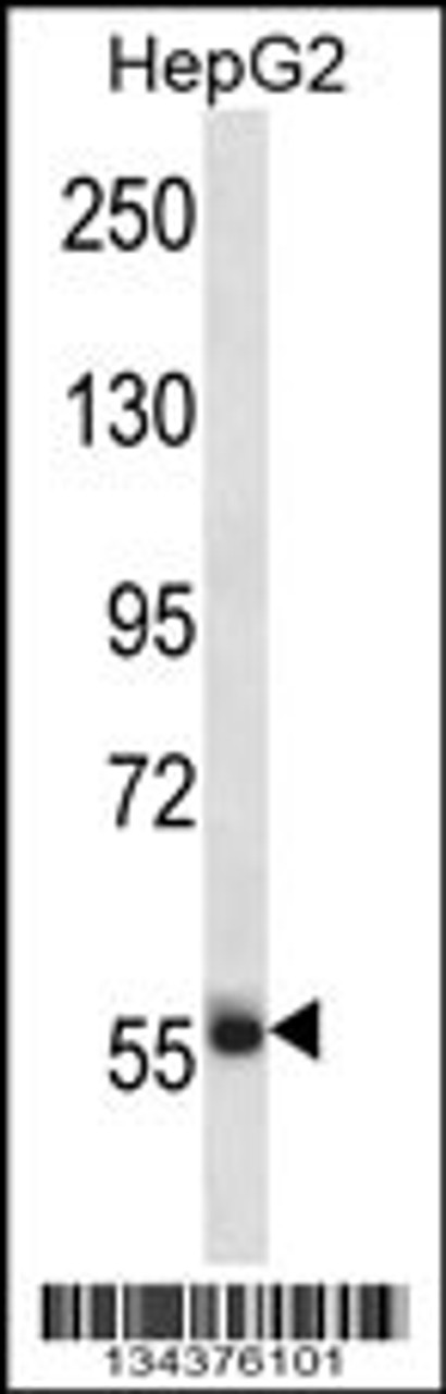 Western blot analysis in HepG2 cell line lysates (35ug/lane) .