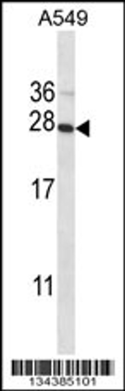 Western blot analysis in A549 cell line lysates (35ug/lane) .