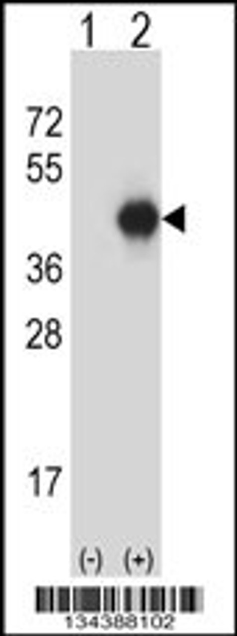Western blot analysis of GNAI2 using rabbit polyclonal GNAI2 Antibody using 293 cell lysates (2 ug/lane) either nontransfected (Lane 1) or transiently transfected (Lane 2) with the GNAI2 gene.