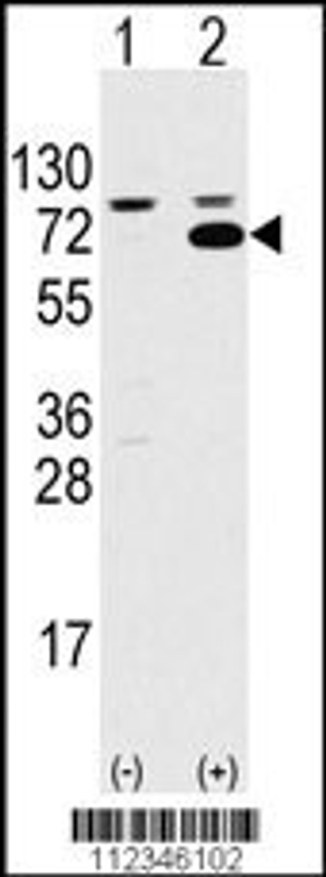 Western blot analysis of SWAP70 using rabbit polyclonal SWAP70 Antibody using 293 cell lysates (2 ug/lane) either nontransfected (Lane 1) or transiently transfected with the SWAP70 gene (Lane 2) .