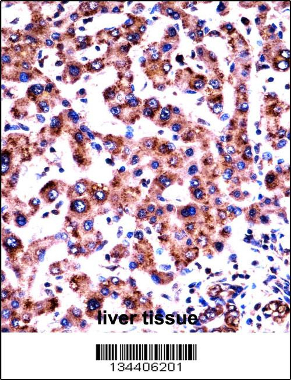 HRH1 Antibody immunohistochemistry analysis in formalin fixed and paraffin embedded human liver tissue followed by peroxidase conjugation of the secondary antibody and DAB staining.