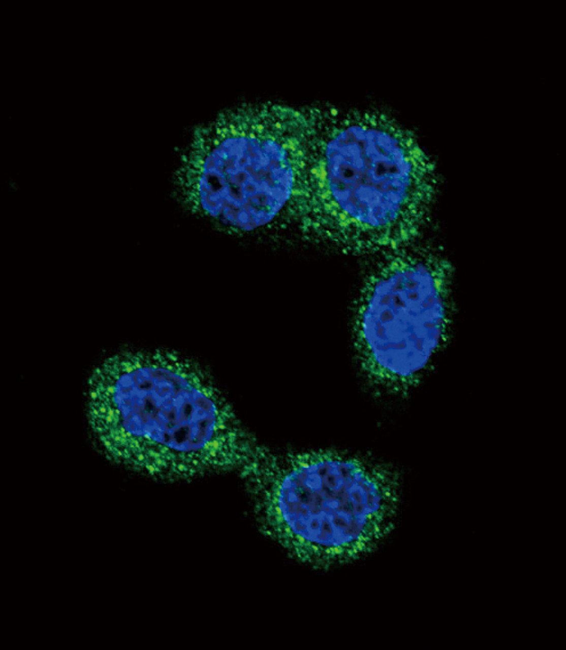 Confocal immunofluorescent analysis of HNMT Antibody with Hela cell followed by Alexa Fluor 488-conjugated goat anti-rabbit lgG (green) .DAPI was used to stain the cell nuclear (blue) .