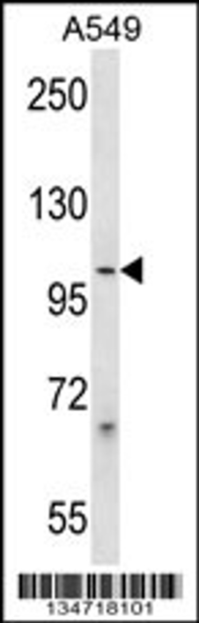 Western blot analysis in A549 cell line lysates (35ug/lane) .