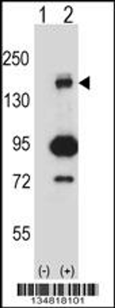 Western blot analysis of Map3k5 using rabbit polyclonal Mouse Map3k5 Antibody using 293 cell lysates (2 ug/lane) either nontransfected (Lane 1) or transiently transfected (Lane 2) with the Map3k5 gene.