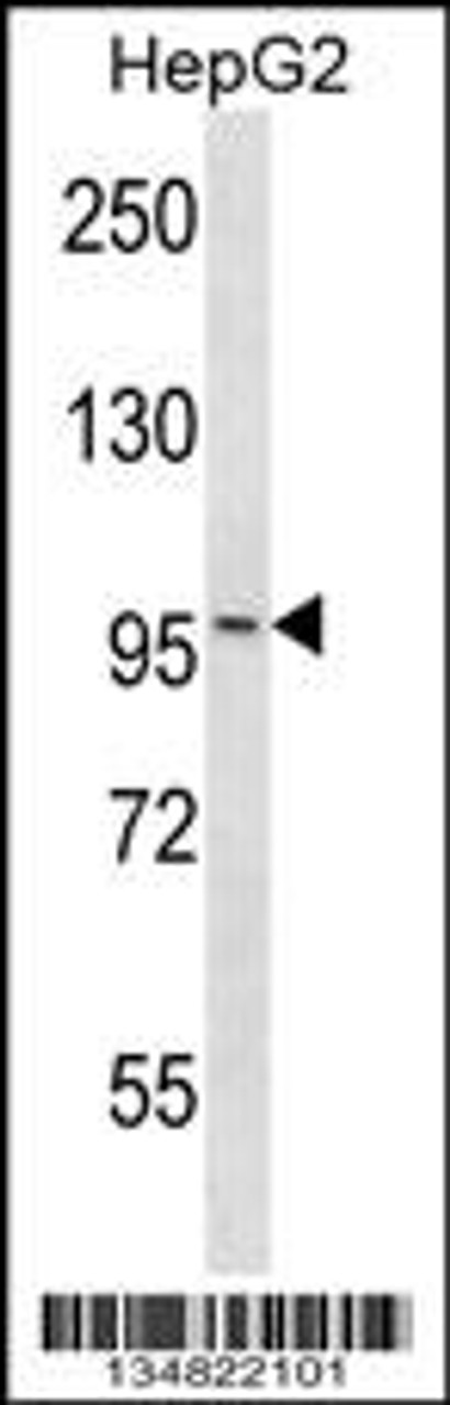 Western blot analysis in HepG2 cell line lysates (35ug/lane) .