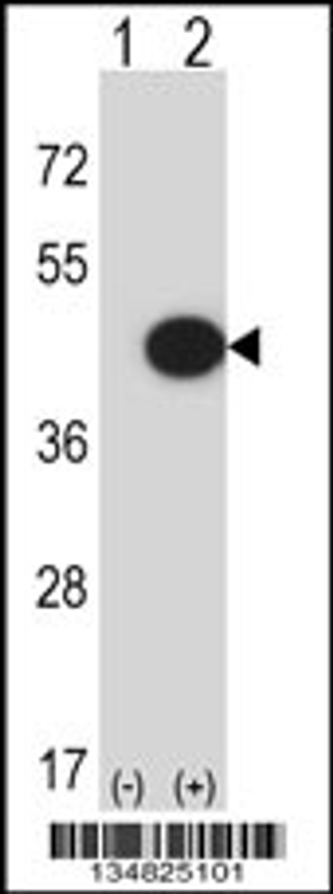 Western blot analysis of Mapk13 using rabbit polyclonal Mouse Mapk13 Antibody using 293 cell lysates (2 ug/lane) either nontransfected (Lane 1) or transiently transfected (Lane 2) with the Mapk13 gene.