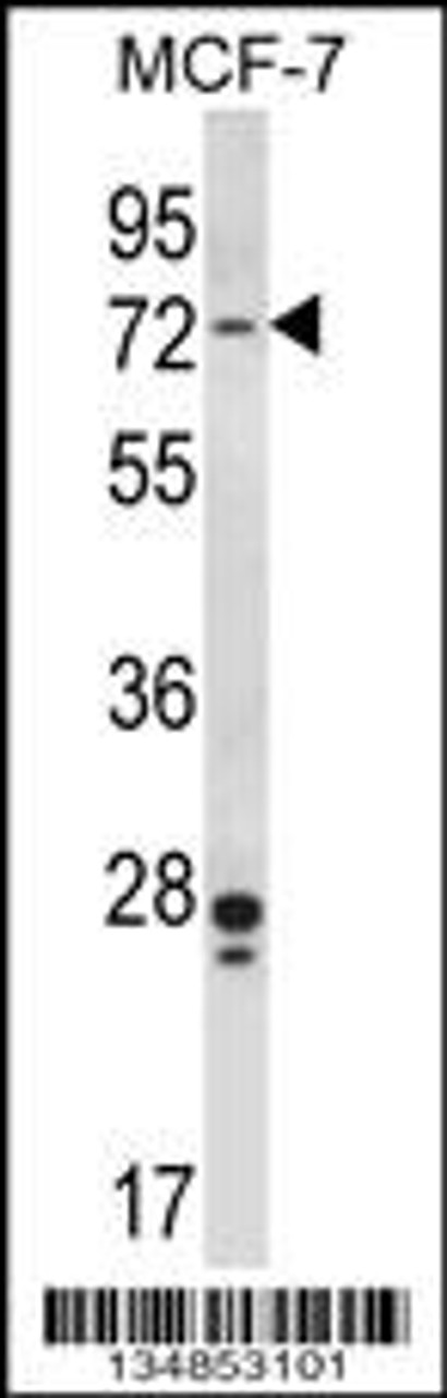 Western blot analysis in MCF-7 cell line lysates (35ug/lane) .