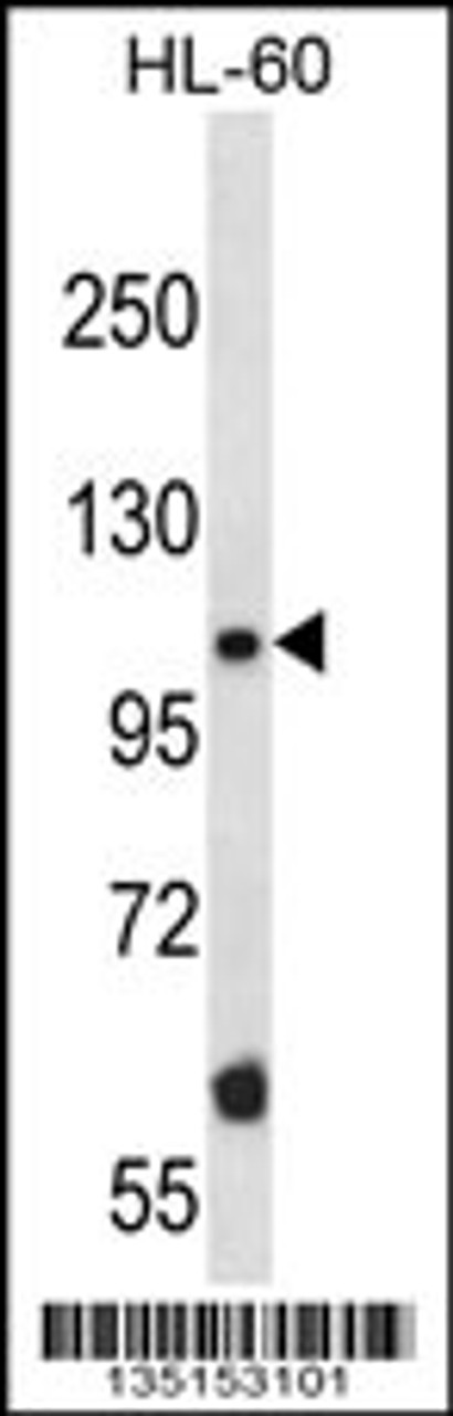 Western blot analysis in HL-60 cell line lysates (35ug/lane) .